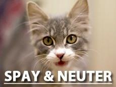 Save 1000's - Desex 1