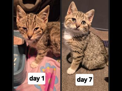itty bitty kitty committee