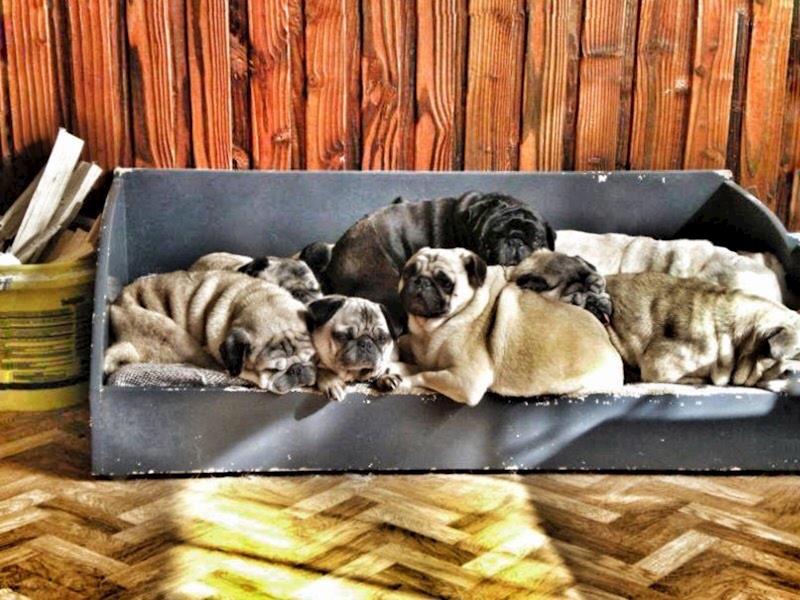 Helping the Pugs at NZ Pug Rescue HQ - Givealittle