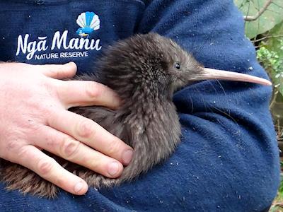 Help Ngā Manu care for the species we all love