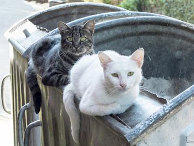 Raising Funds for a Cat Rescue Centre