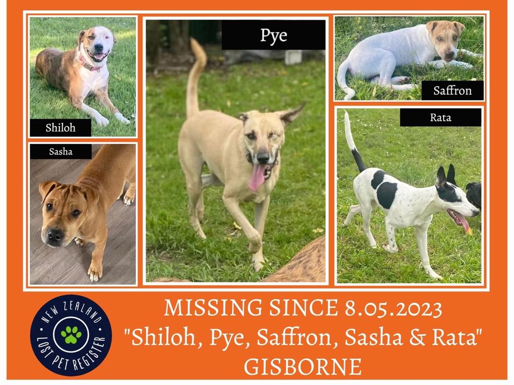 Help us find our missing dogs and bring them home safe - Givealittle