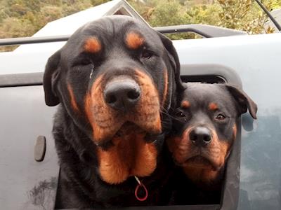 Save Rescue Rottweilers Louie & Kala