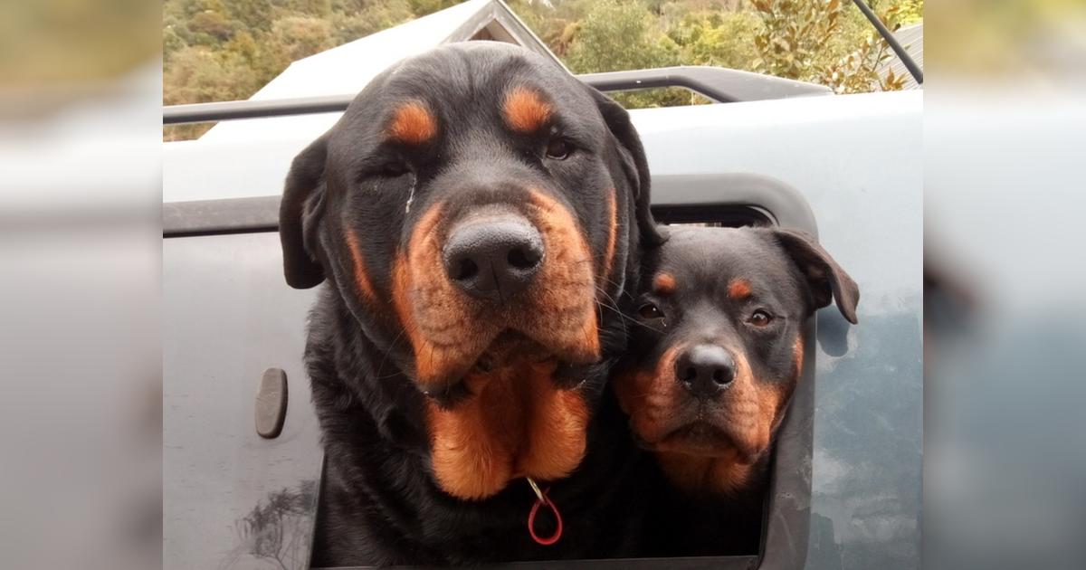 Save Rescue Rottweilers Louie & Kala - Givealittle