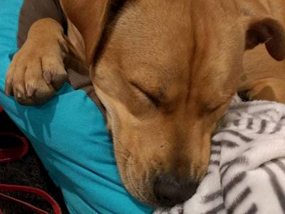 Running for Auckland Puppy Rescue!!!