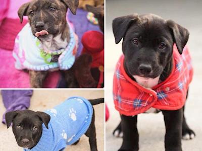 New Lives Animal Rescue Support