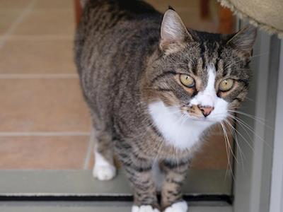 Cats Protection Wellington - Street Day Appeal 2018