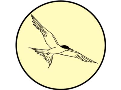 Tara / White-fronted tern