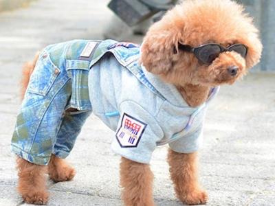 Pups in Shorts 4 Waipuna Hospice