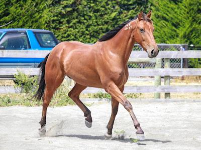 Help Dynamo and Candy. Both need urgent treatment!