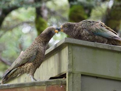Be a part of our exciting new Lead Removal programme and help us to make kea lead free, forever!