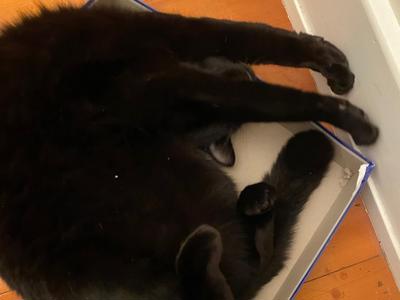 Mika's birthday celebration