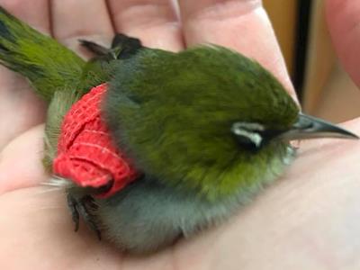 Team Cutlers: Always Hungry, Always Tired - Raising funds for The Wildlife Hospital, Dunedin