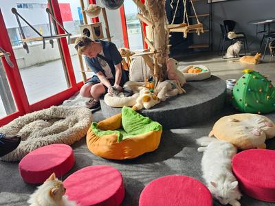 Peer Support Volunteer Seeking Top Surgery Support