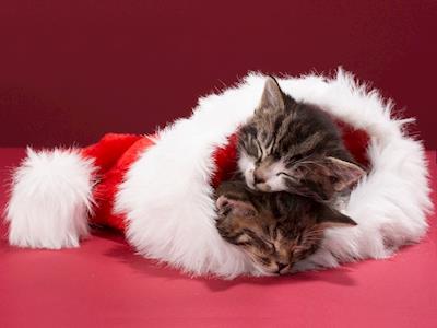 Help 9 Lives Orphanage with a Christmas Miracle!