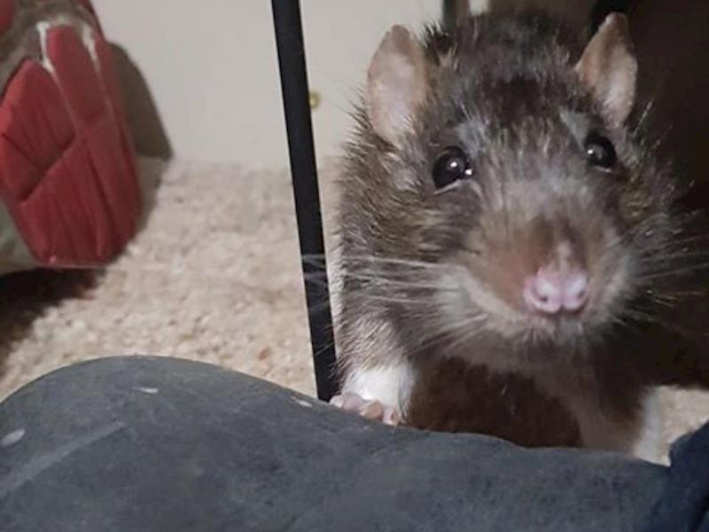 Rescue Rat needs help Givealittle