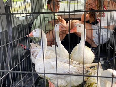 HELP WITH PETROL TO TRANSPORT MILLWATER GEESE