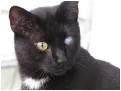 Queenstown Cat Rescue: Funding for our Rescue Cats