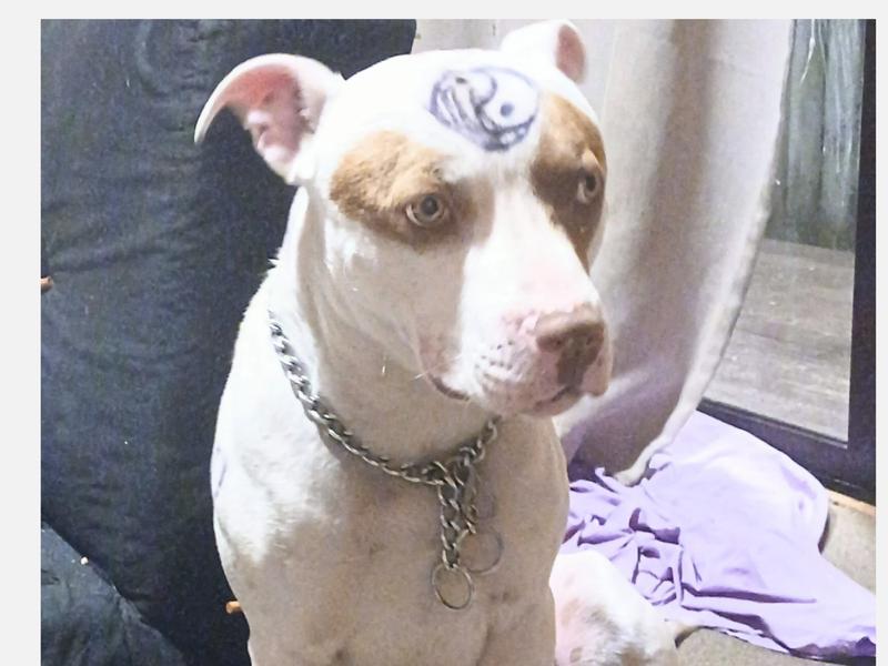 Help Bring Rambo Home - Updates - Givealittle