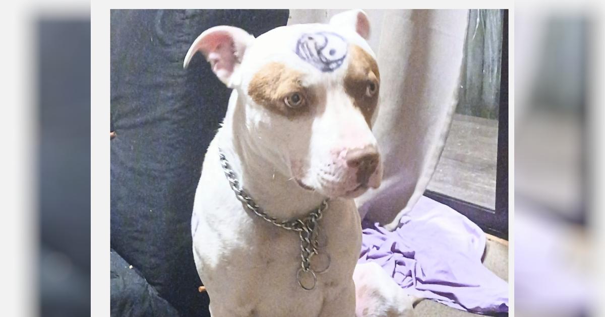 Help Bring Rambo Home - Givealittle