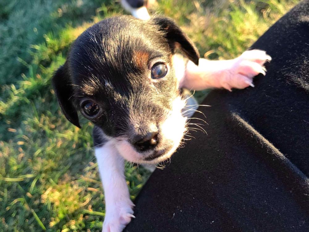 Miniature fox terrier outlet puppies