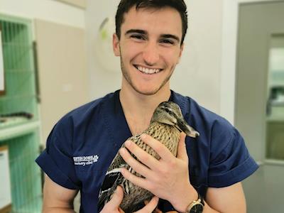 Wellington Bird rehabilitation trust