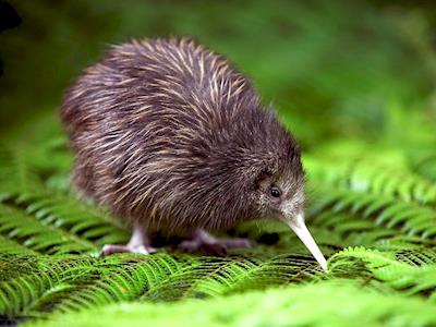 Join Me in the Fight for Kiwi
