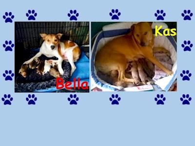 Kas and Bella have had 17 pups between them, please help us raise them!