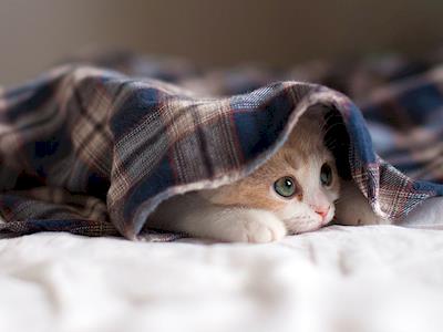 Keep a Furry Friend Warm this Winter!