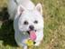 We Love Dogs Charitable Trust's avatar