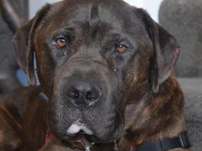 Queenies eye surgery