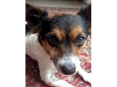 Poppy needs more surgery