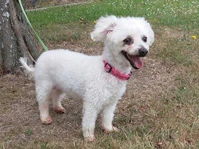 Squeak the pound pup needs surgery