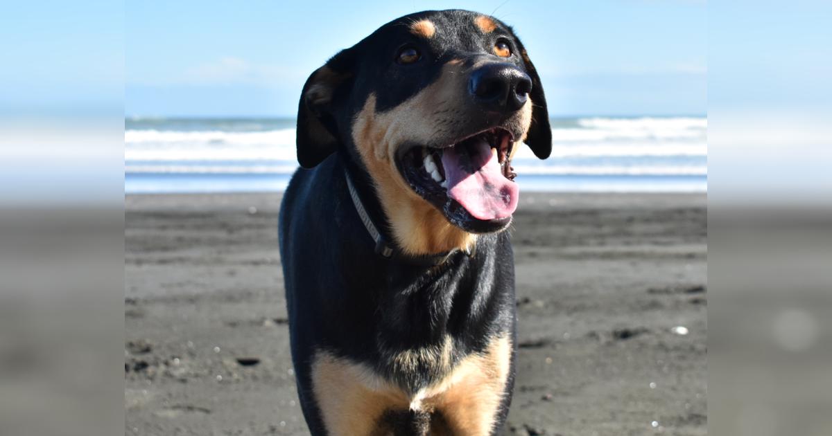 Jjs surgical journey. Givealittle