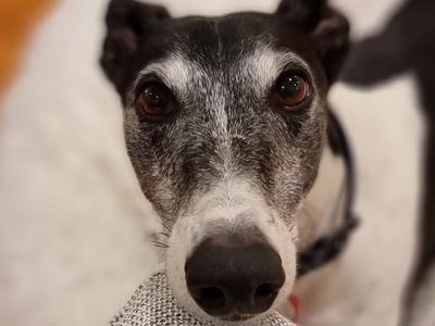 Greyhounds As Pets (GAP) Annual Appeal 2023