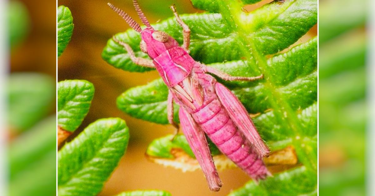 The Pink Cricket for Cancer - Givealittle