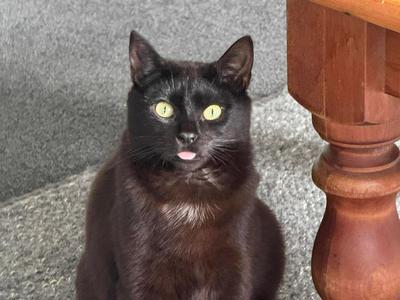 Fundraising for Kapiti Cats - Found Minx