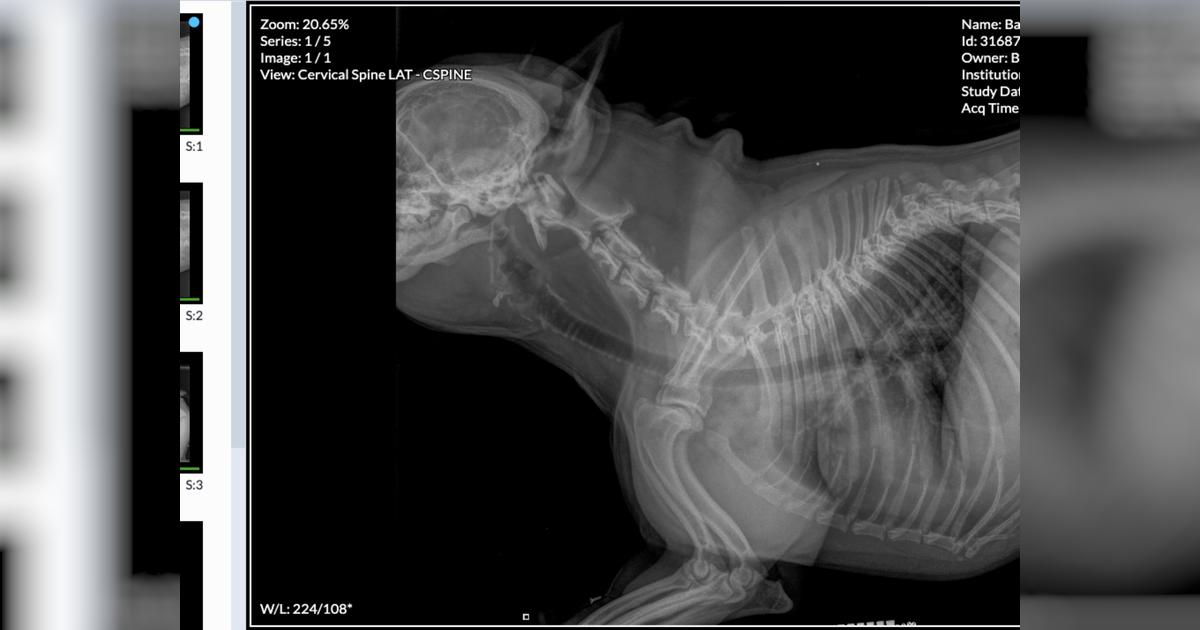 Help save Bardot the Frenchie - Givealittle