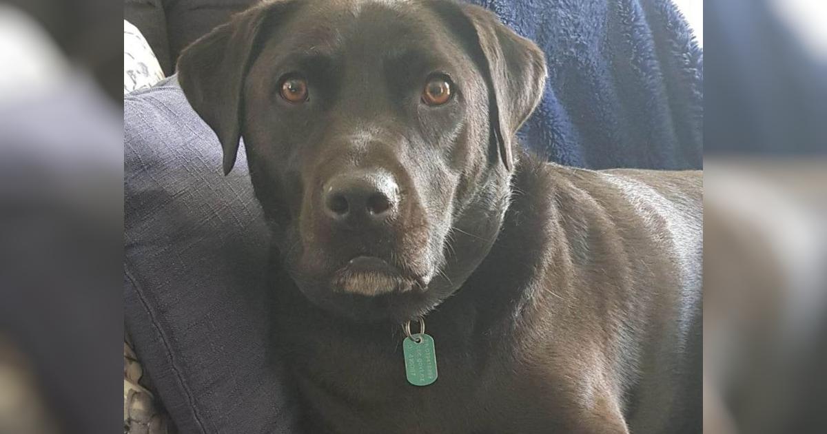 Storm the loveable lab needs help - Givealittle