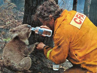 Fundraising for Animal Evac NZ