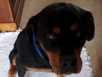 Life Chained Corey Needs URGENT Medical Treatment