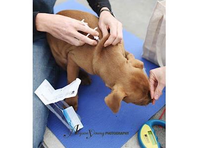 Hamilton Booster Day