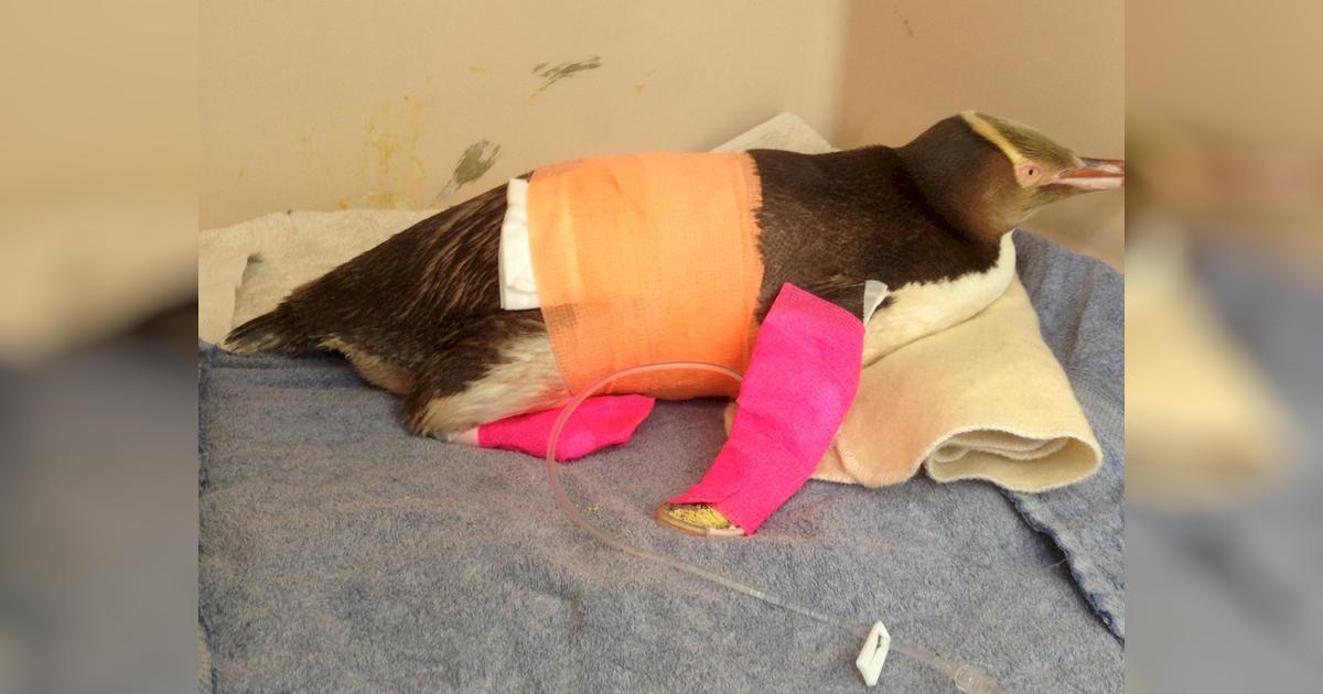 The Wildlife Hospital Dunedin Givealittle