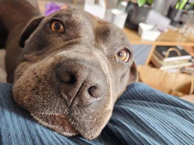 Beautiful Charlie needs your help to pay for her urgently needed surgery so she can continue to live her best life pain free.