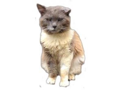 The NZ Cat Foundation