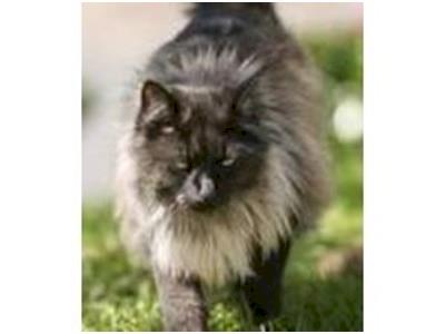 Urgent need of Dental Work for Bonnie & Clyde