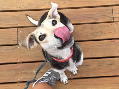 Dunedin Marathon 2021 for Harmony and Hope Animal Rescue Trust