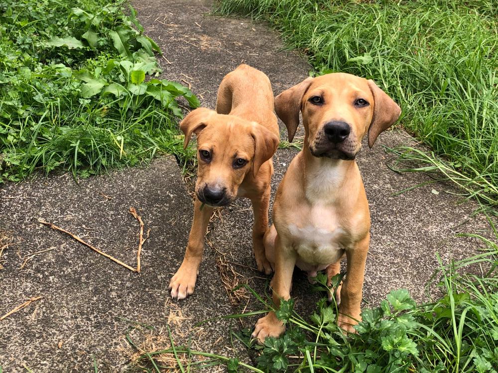 Rescue dogs! - Givealittle