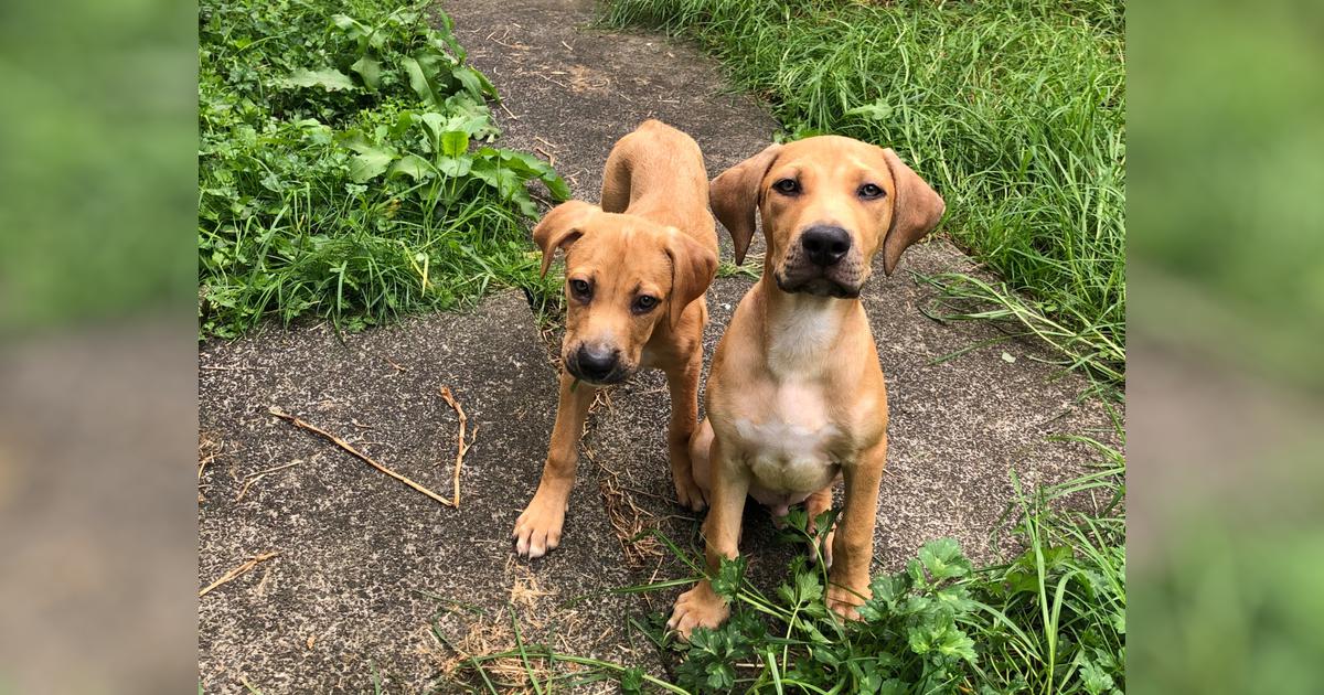 Rescue dogs! - Givealittle