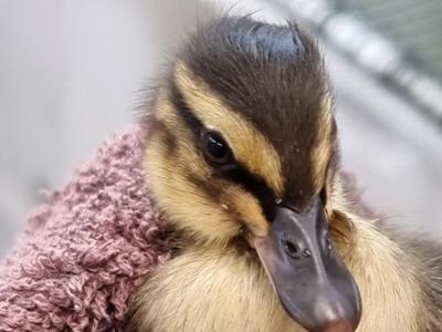PikPok Wellington Bird Rehabilitation Trust Donation